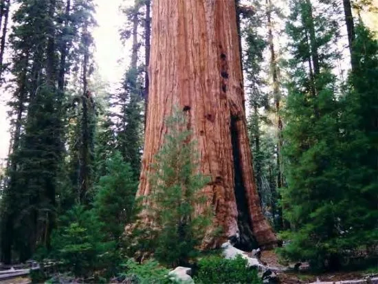 10 árboles más altos de la Tierra - Taringa!