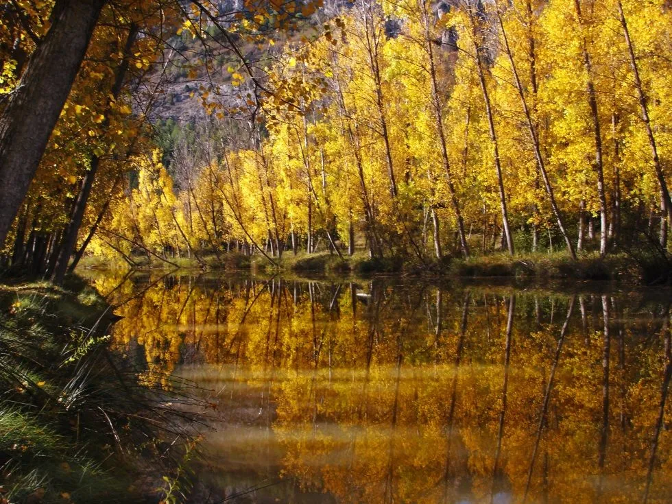 10 + 1 bosques españoles para el otoño que viene >> El Viajero ...