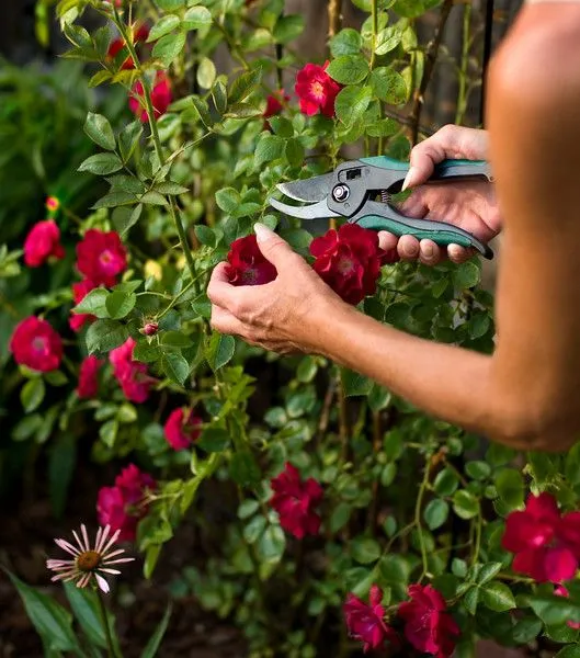 10 Consejos para cuidar tus plantas en esta tímida primavera que ...