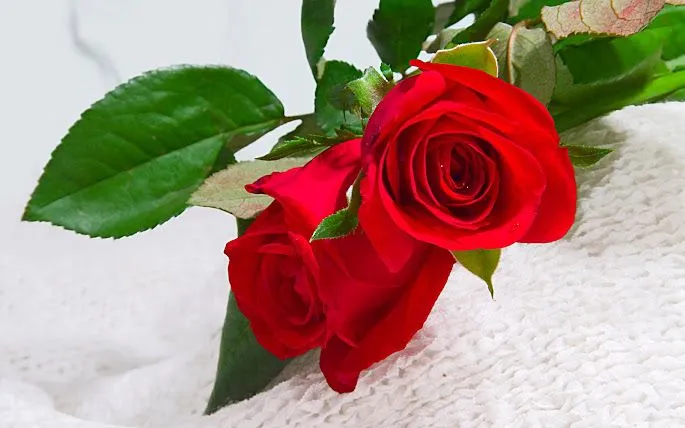 Imagenes HD de rosas hermosas - Imagui