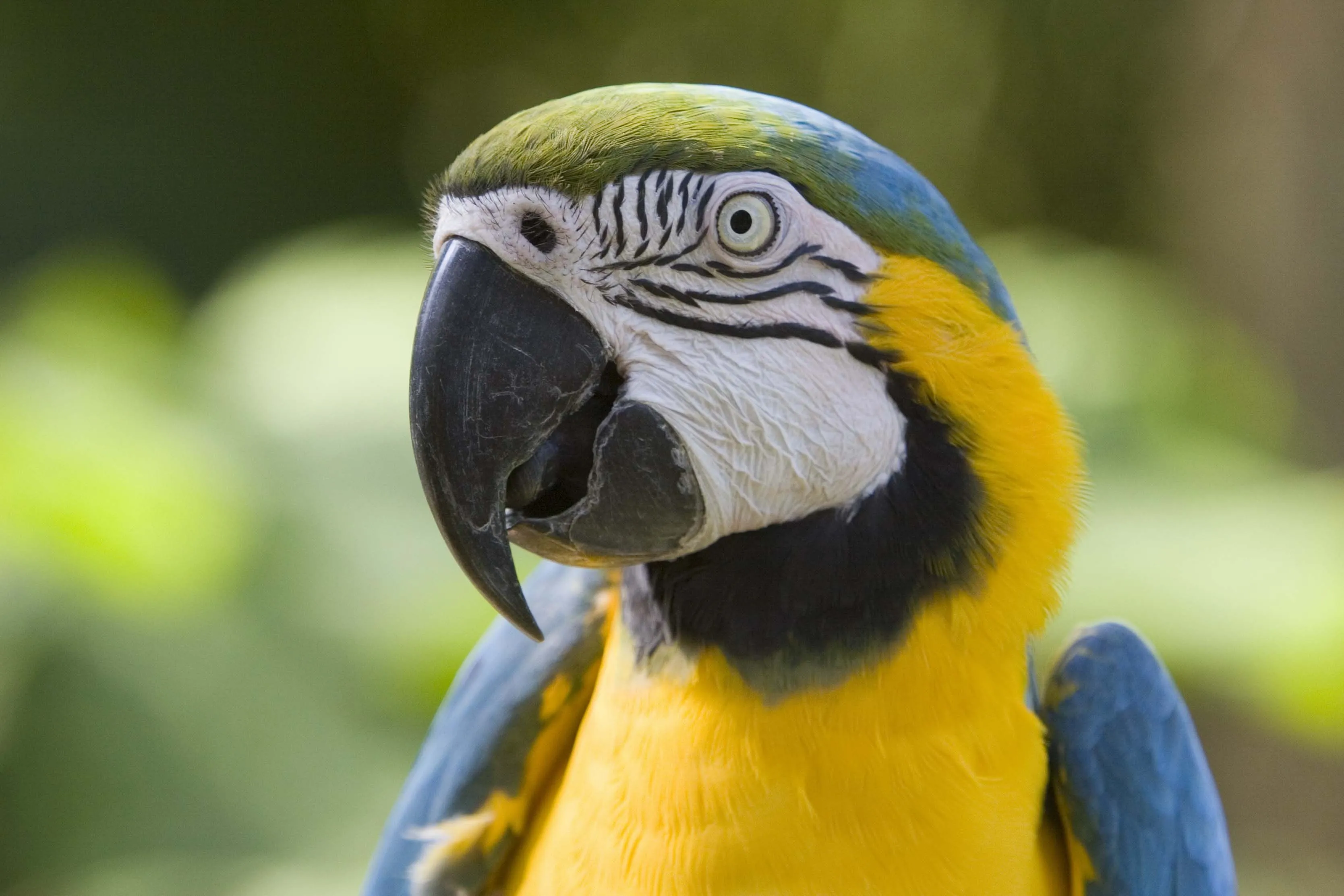 10 Fotografías de Loros - Taringa!