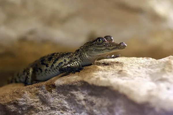 10 hermosas fotografías de cocodrilos bebes y su proceso de ...