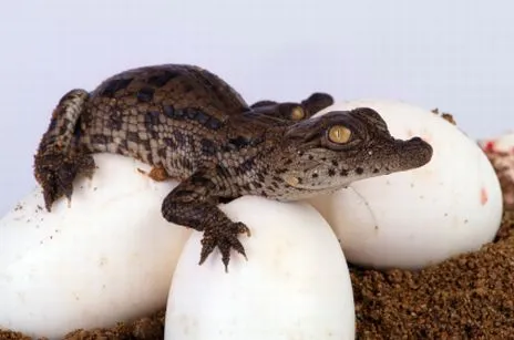 10 hermosas fotografías de cocodrilos bebes y su proceso de ...