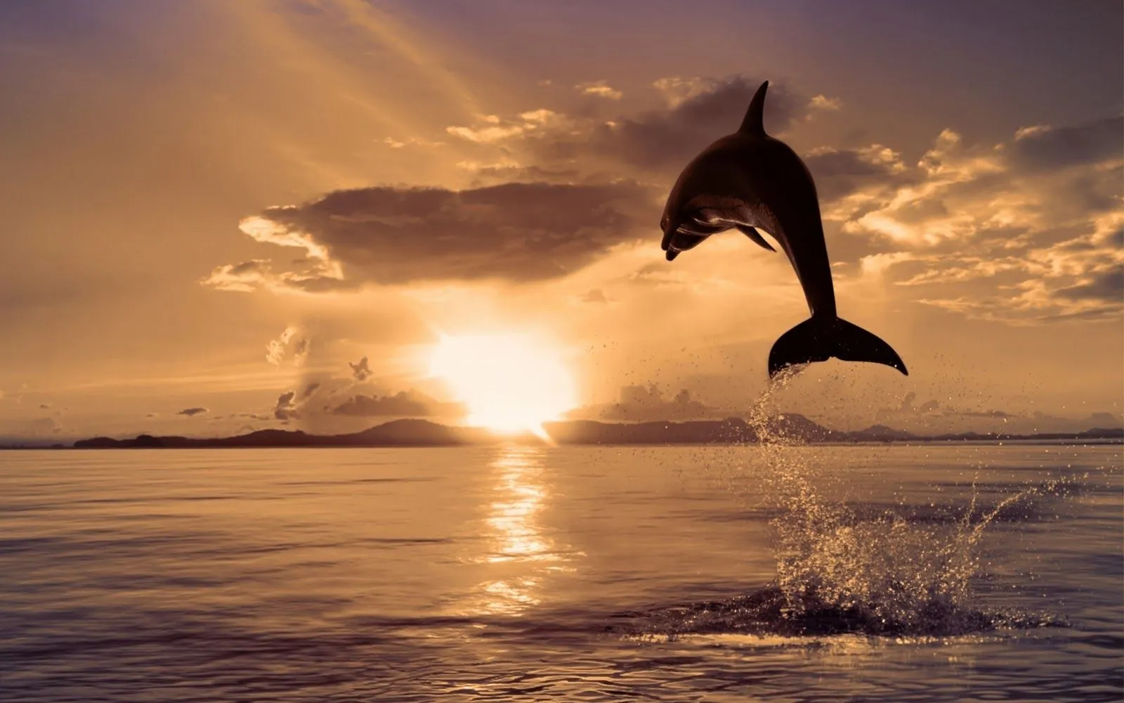 10 Hermosas Imágenes y Fotos de Delfines en HD | Fotos e Imágenes ...