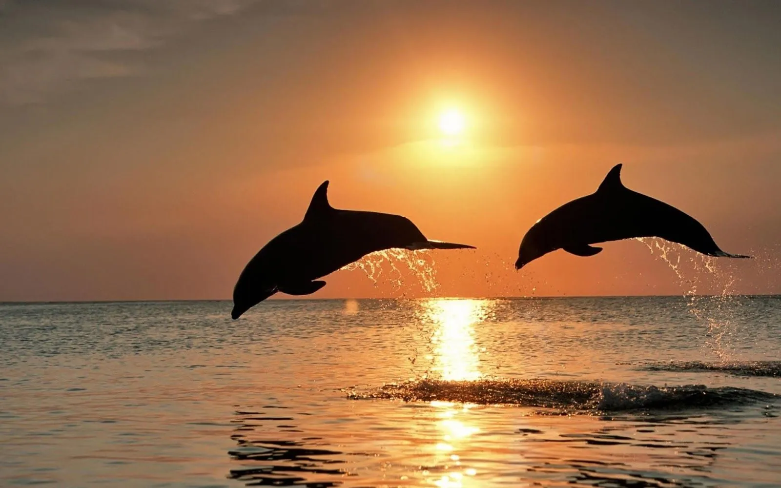 10 Hermosas Imágenes y Fotos de Delfines en HD | Fotos e Imágenes ...