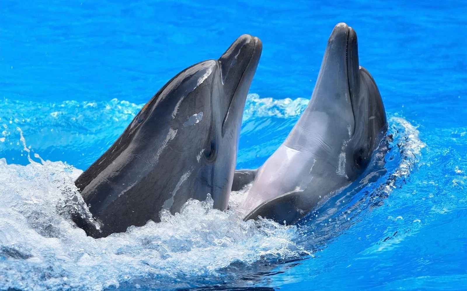 10 Hermosas Imágenes y Fotos de Delfines en HD | Fotos e Imágenes ...