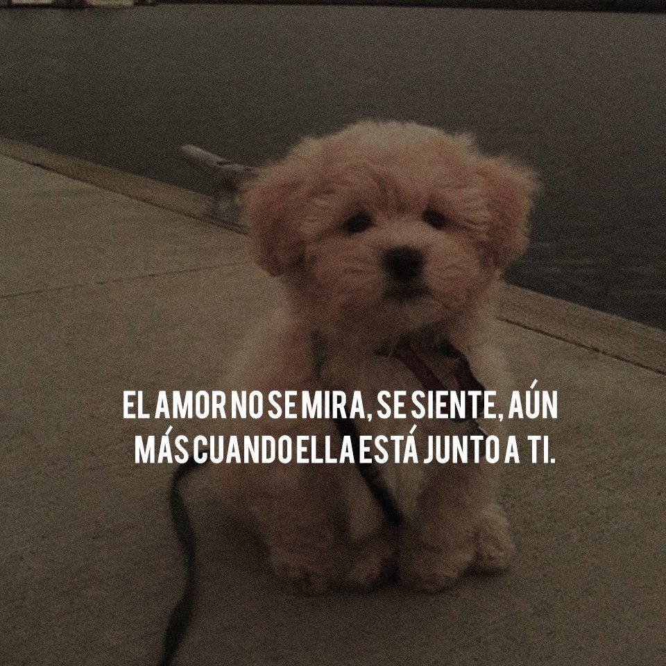 10 Imágenes de perritos tiernos bebés con frases de amor ...