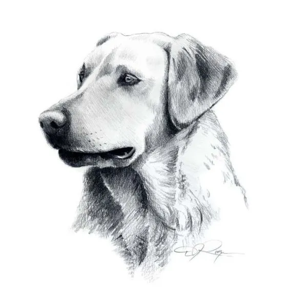 10 Lindos Dibujos A Lapiz De Perros - Imagenes De Perros