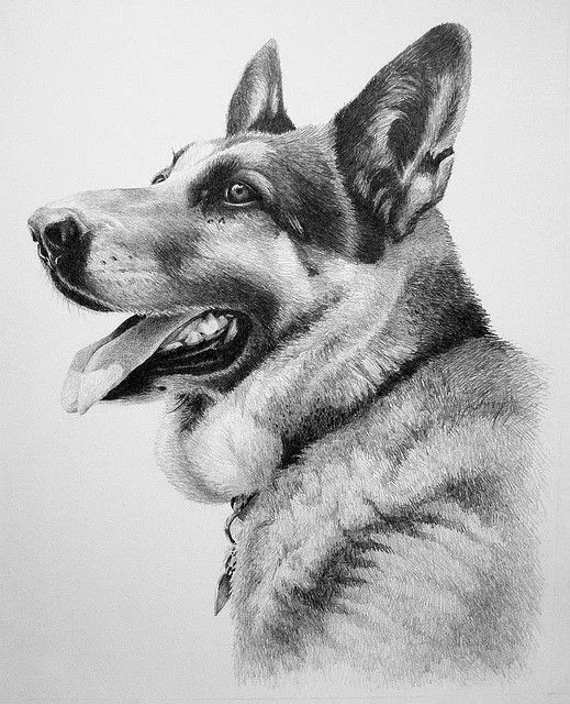 10 Lindos Dibujos A Lapiz De Perros - Imagenes De Perros