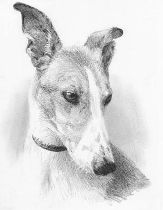 10 Lindos Dibujos A Lapiz De Perros - Imagenes De Perros