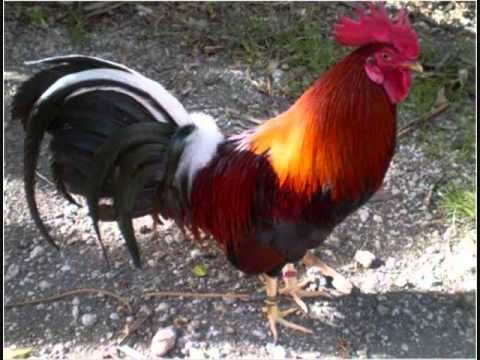 Las 10 Mejores Razas De Gallos Pulgada.wmv - YouTube