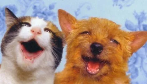 10 Buenos motivos por los que tener una mascota