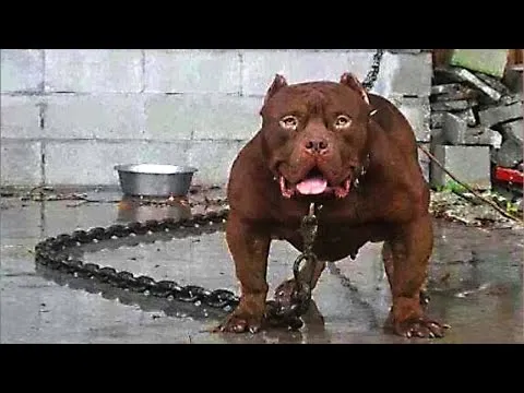 LOS 10 PERROS MÁS PELIGROSOS DEL MUNDO - YouTube