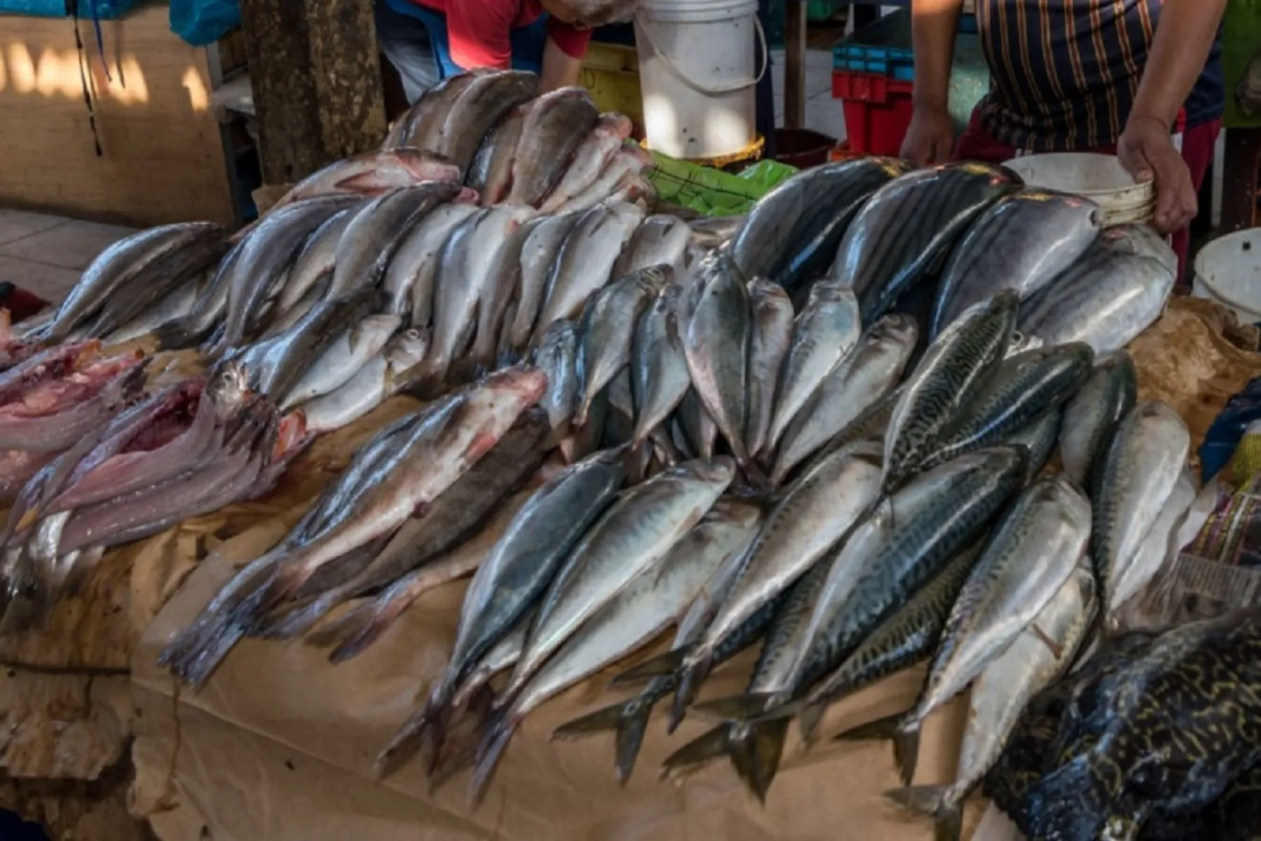 Siete de cada 10 pescados son vendidos con otro nombre en la costa peruana  – Revista Pesca & Medio Ambiente