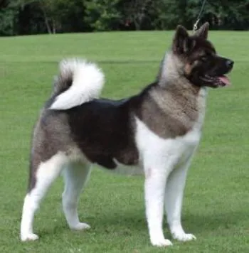 Las 10 razas de perros mas caras del mundo - Taringa!