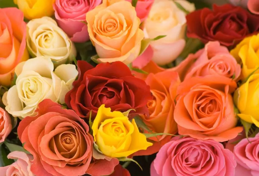 10 top tips for growing roses Flowers.org.uk