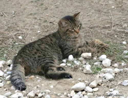 10 videos de gatos chistosos - Taringa!