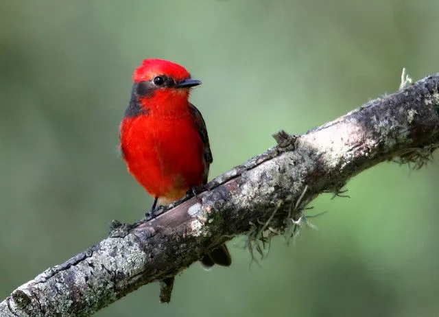 Las 100 especies mas hermosas de aves del Quindio