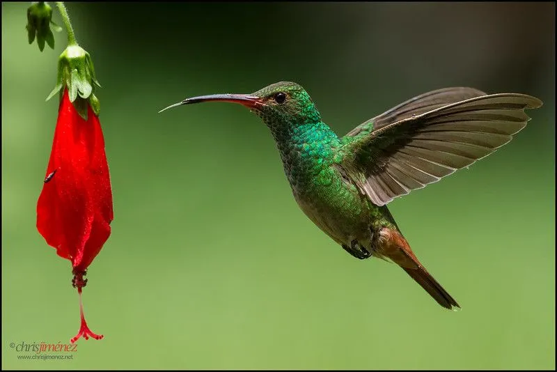 Las 100 especies mas hermosas de aves del Quindio