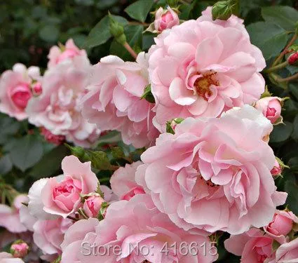 100 rosa Bonica semillas en cascada planificación del paisaje ...