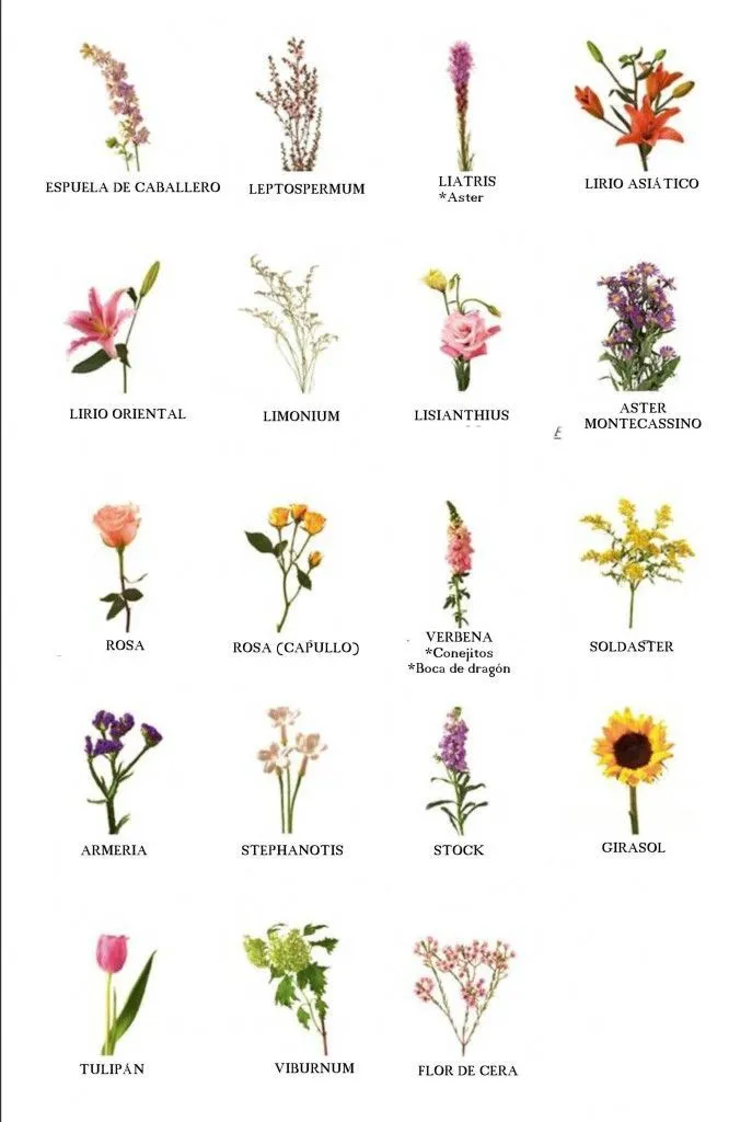 1000+ ideas sobre Tipos De Flores en Pinterest | Ramos, Ramos de ...