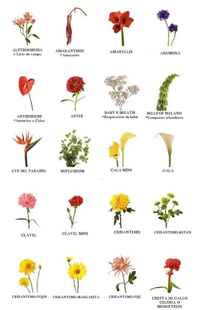 1000+ ideas sobre Tipos De Flores en Pinterest | Ramos, Ramos de ...