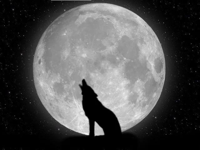 1001 best high quality wallpapers: Wolf Wallpaper P7.