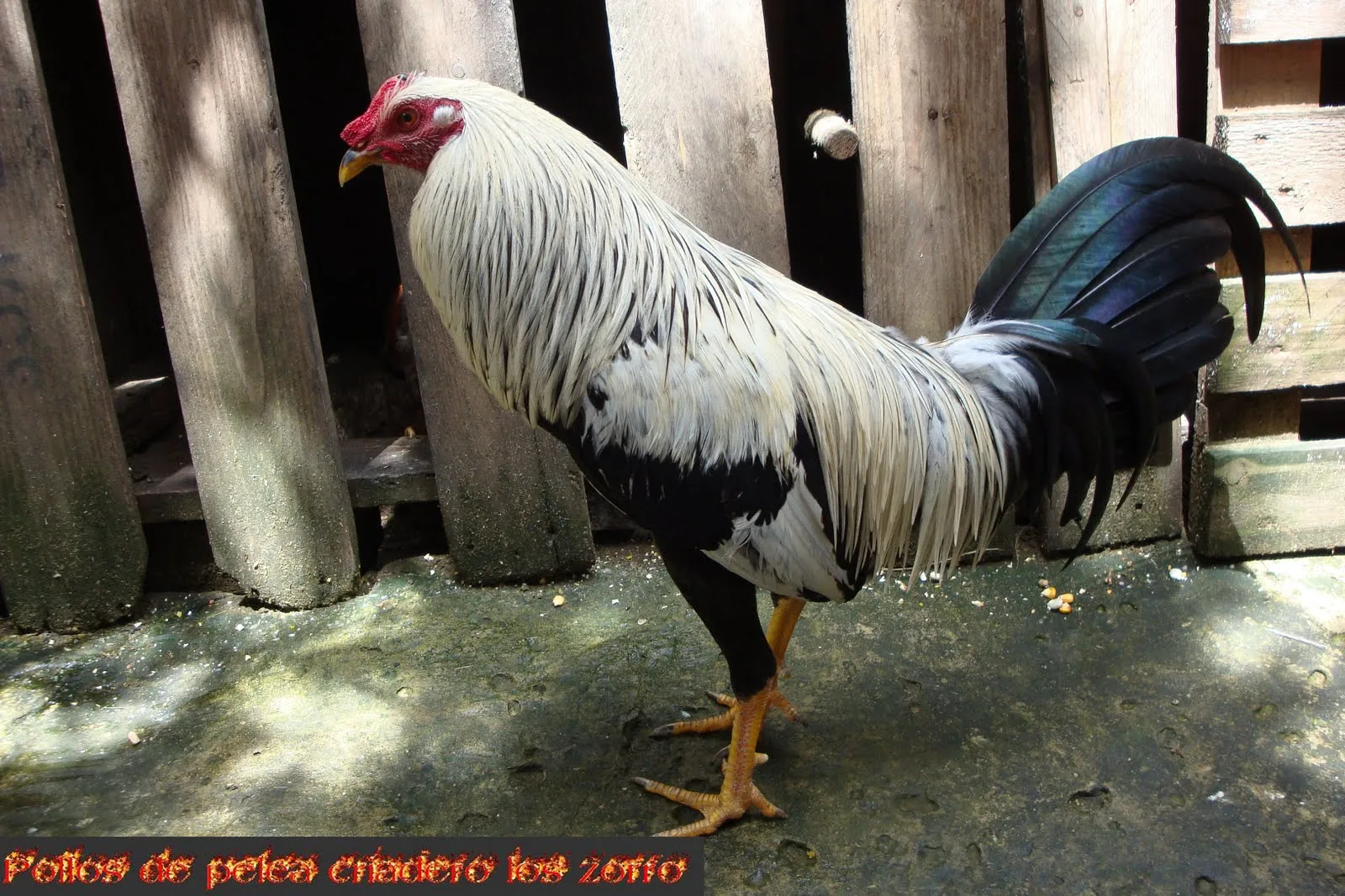 Gallo giro mexicano hatch regular Grey; Aquicision del criadero ...