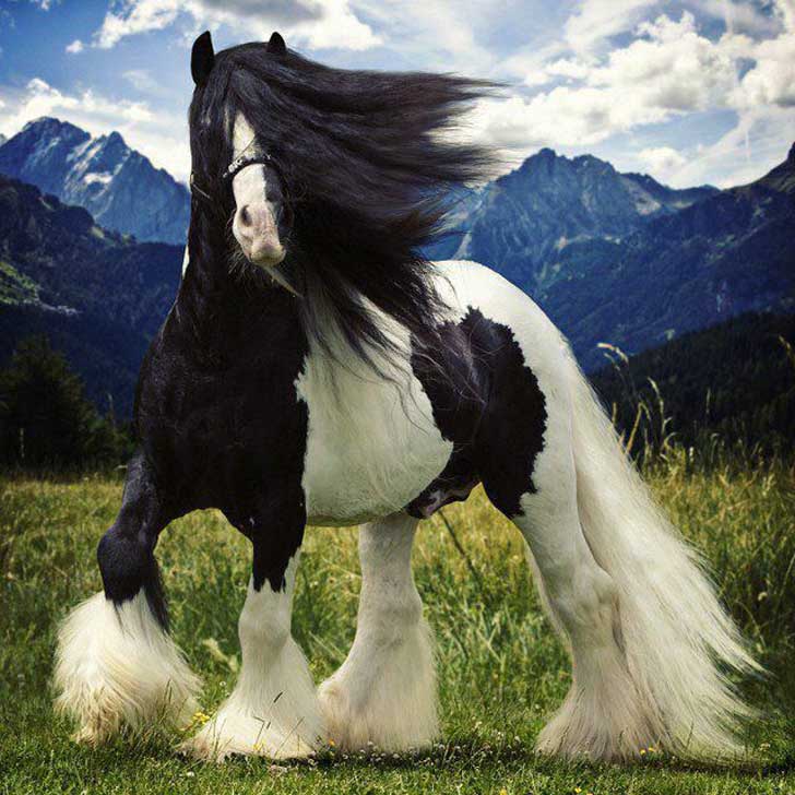 Los 11 caballos más hermosos e inusuales que jamás hayas visto ...