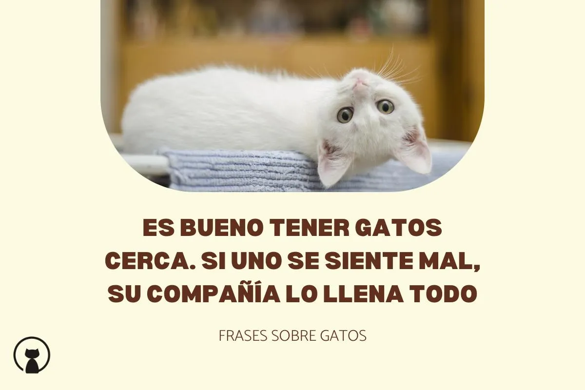 110 Frases de gatos cortas, bonitas y de amor - ¡Atento!