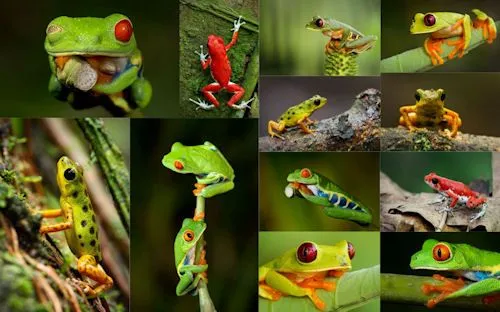 12 fotografías macro de ranas en su hábitat natural (frogs ...