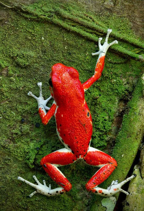 12 fotografías macro de ranas en su hábitat natural (frogs ...