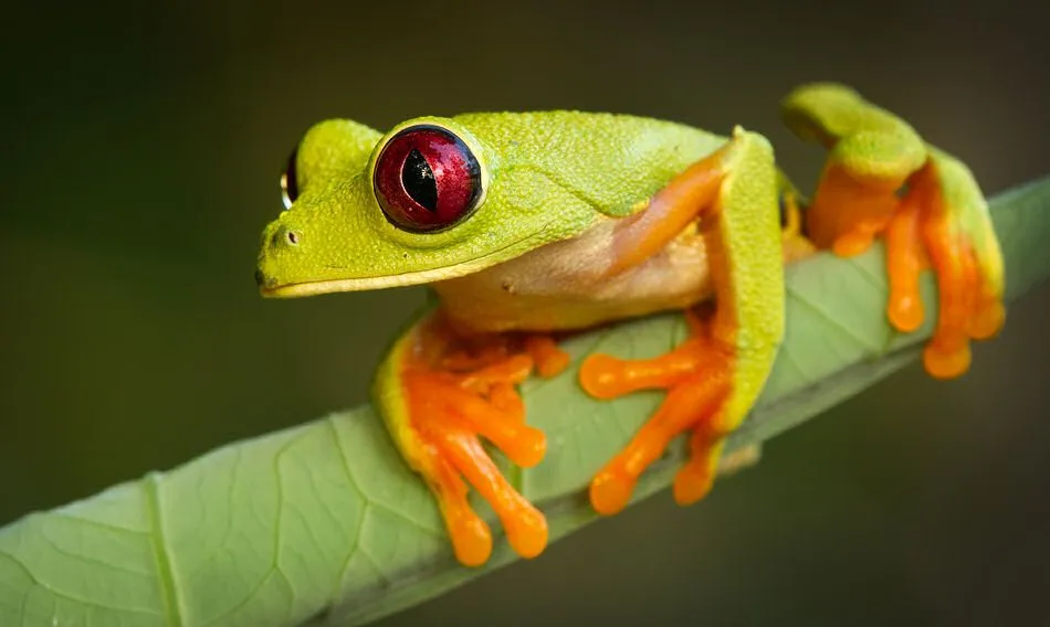 12 fotografías macro de ranas en su hábitat natural (frogs ...