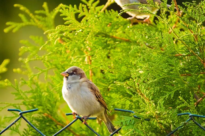 12 imágenes de la naturaleza con aves, animales y plantas. | Banco ...