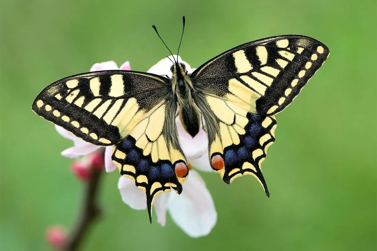 Las 12 Mariposas más lindas e impresionantes del mundo!! - Taringa!