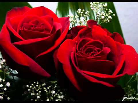 12 Rosas PARA MI NOVIA - YouTube