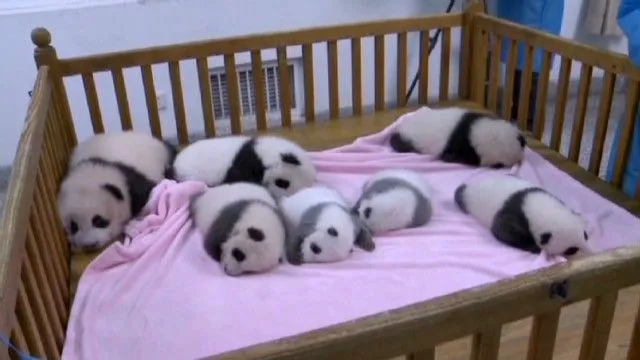 Los siete bebés pandas más tiernos del mundo | CNNEspañol.com