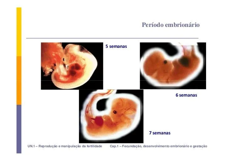 12.FecundaçãO, Desenvolvimento EmbrionáRio E GestaçãO
