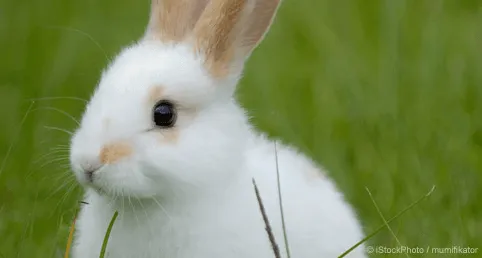 13 cosas que tal vez no sepas sobre los conejos | Blog | PETA Latino