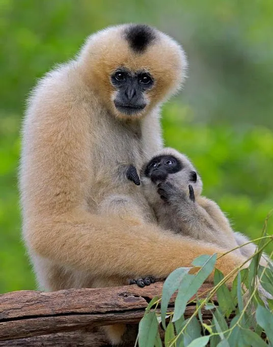 14 fotografías de changos bien monos - Lindos simios | <!-- Start ...