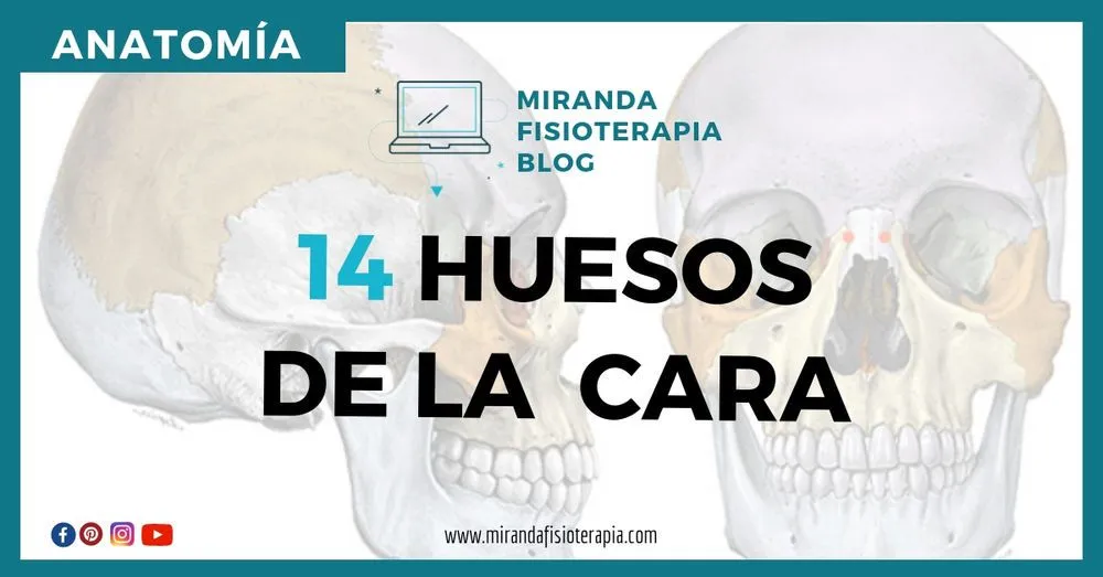 14 huesos de la cara