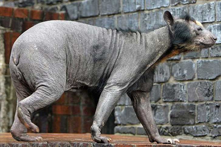 15 animales sin pelo que te resultarán prácticamente imposibles de ...