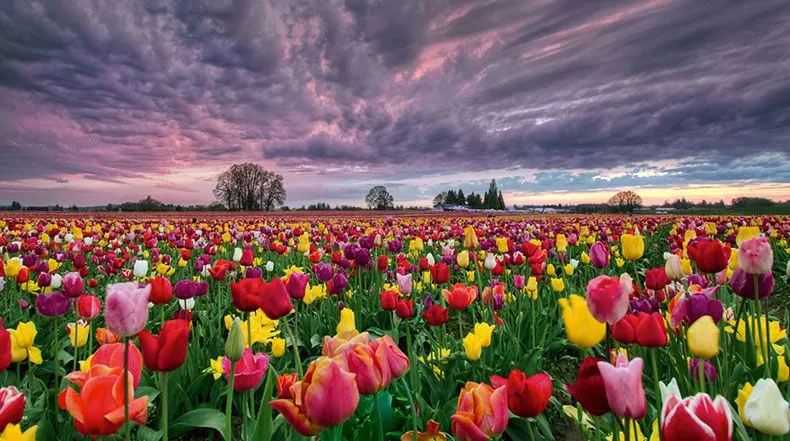 15 Campos de flores de primavera increíblemente coloridos ...