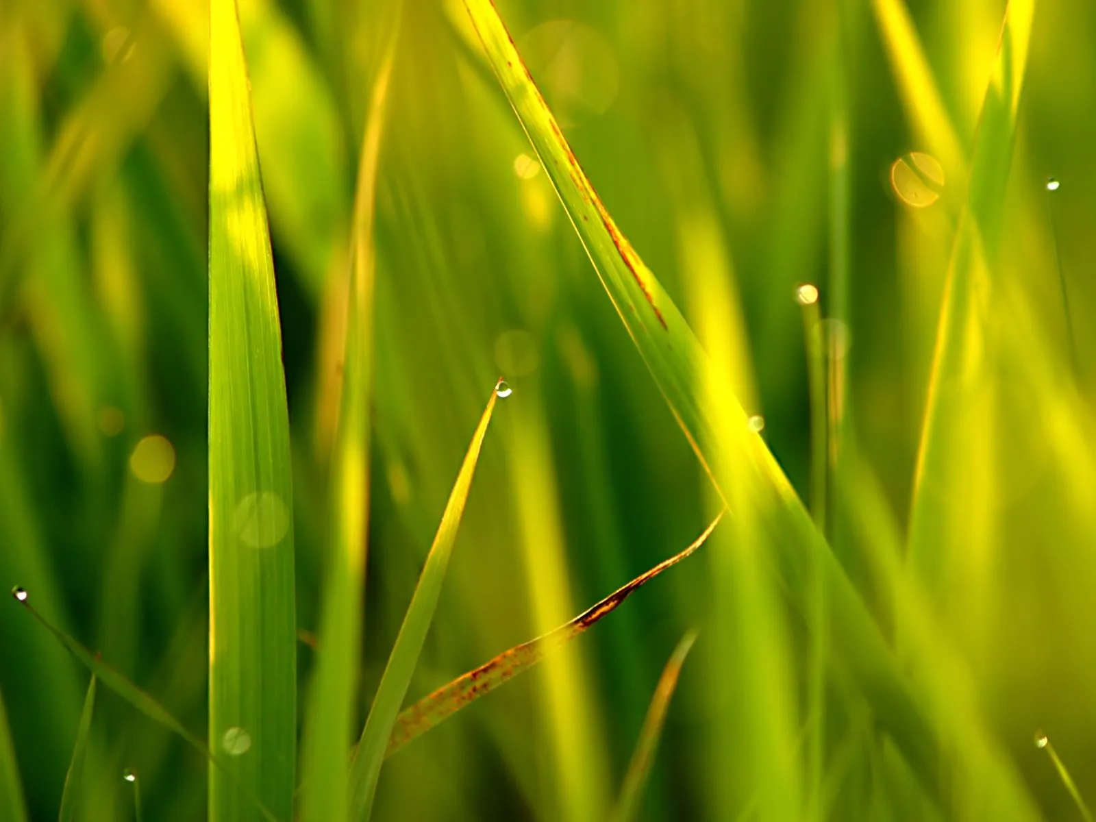 15 fotografías de plantas verdes (contacto natural) Parte 1 ...