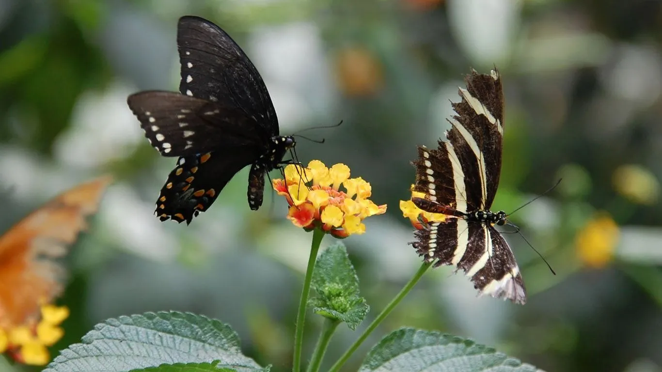 15 hermosas fotos en HD de mariposas y camellos y mas.: Imagenes ...