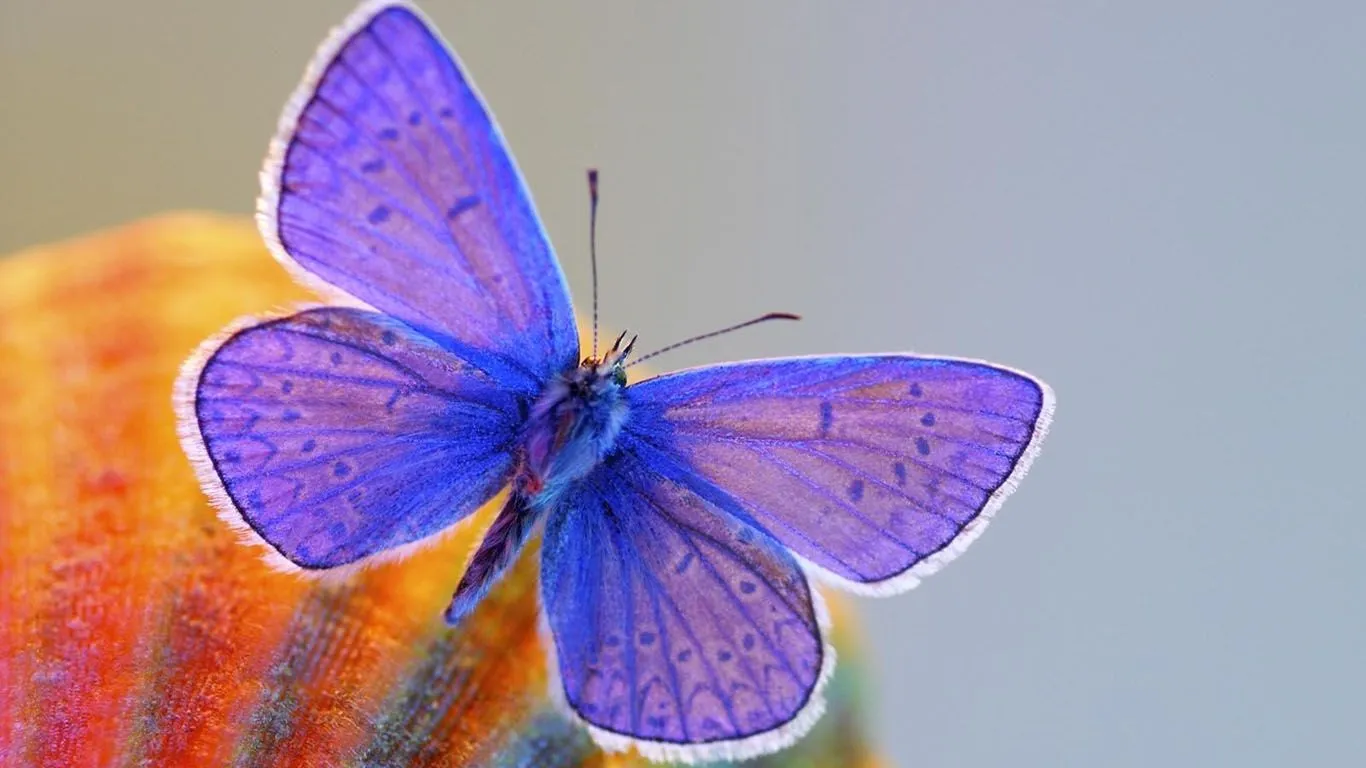 15 hermosas fotos en HD de mariposas y camellos y mas.: Imagenes ...