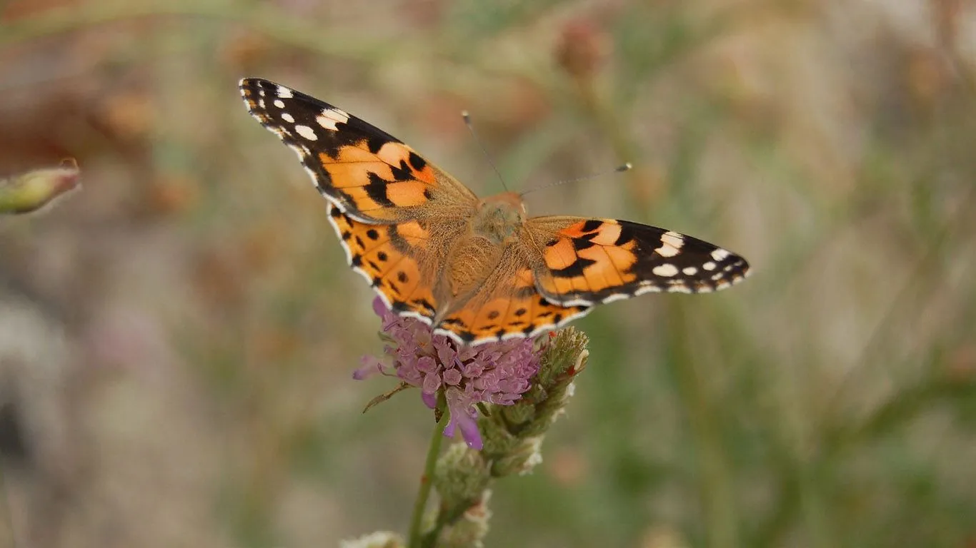 15 hermosas fotos en HD de mariposas y camellos y mas.: Imagenes ...