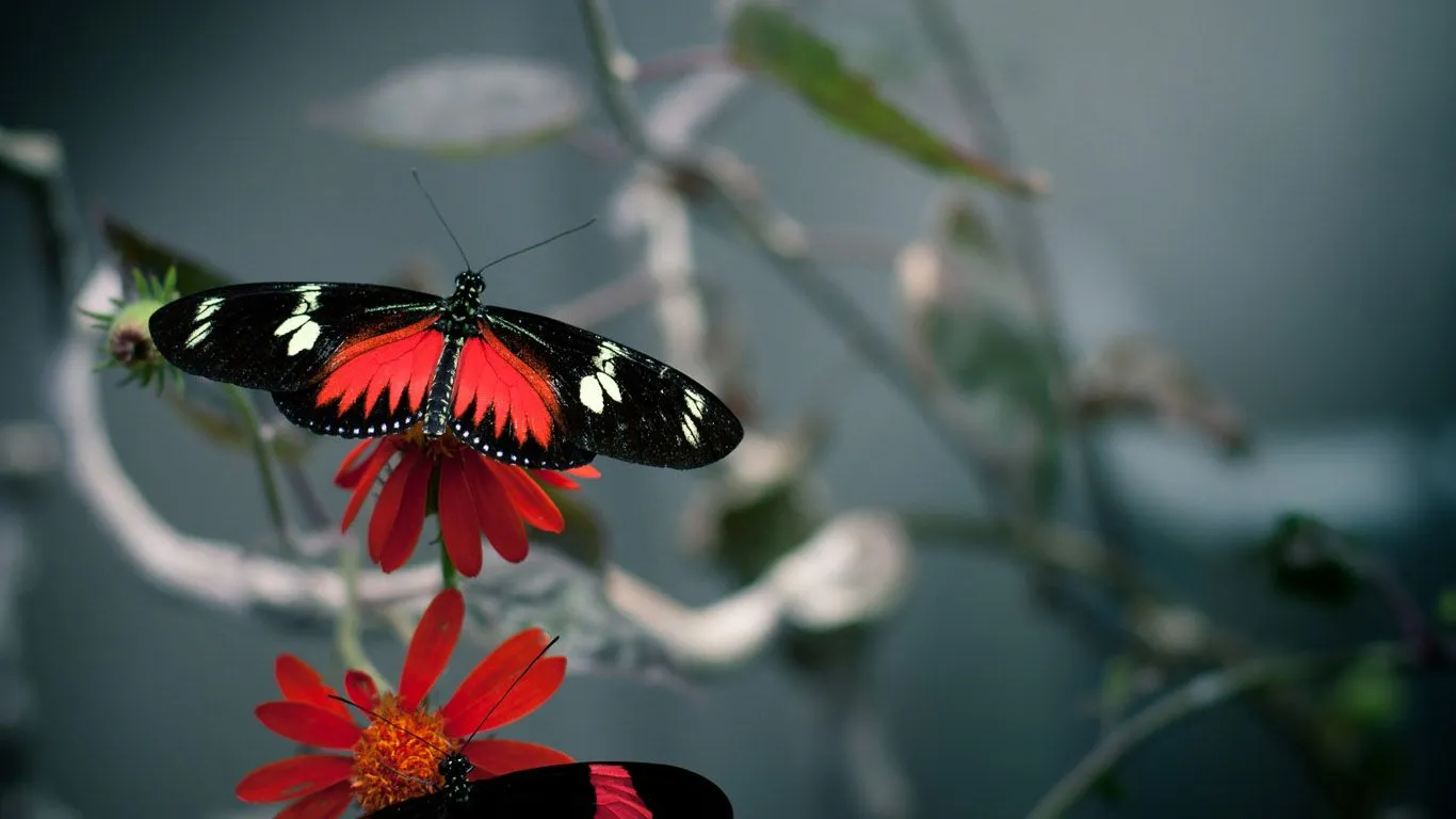 15 hermosas fotos en HD de mariposas y camellos y mas. | Imagenes ...