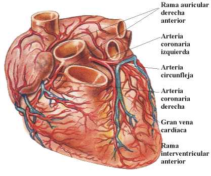 15 cosas interesantes sobre el corazón; importante saberlas ...