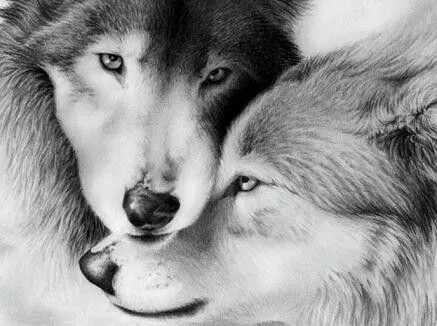 15 Pines de Pareja De Lobos que no te puedes perder | Fotos lobos ...